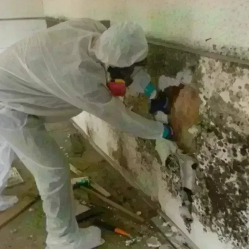 Mold Remediation and Removal in Oildale, CA